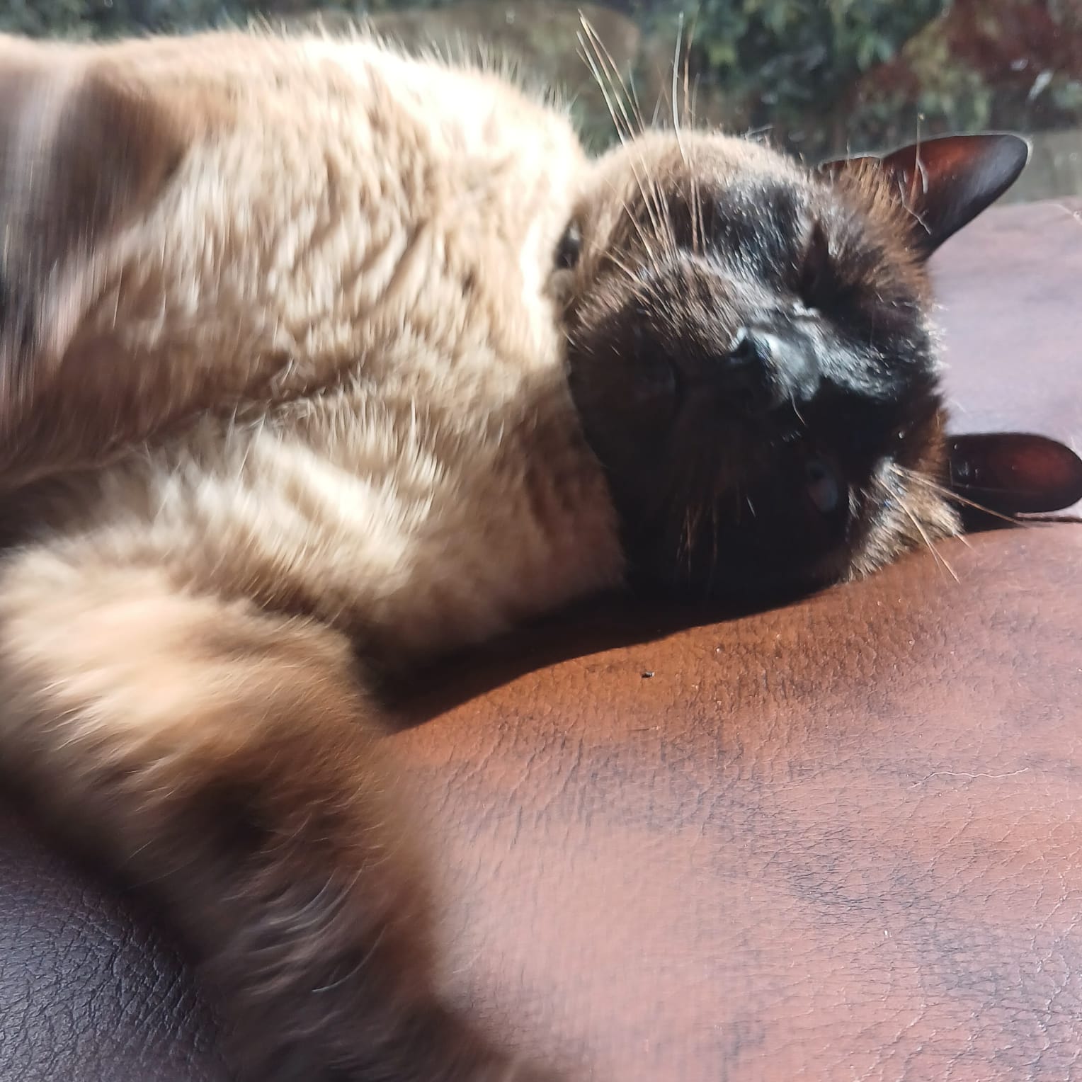 Kiwi laying down