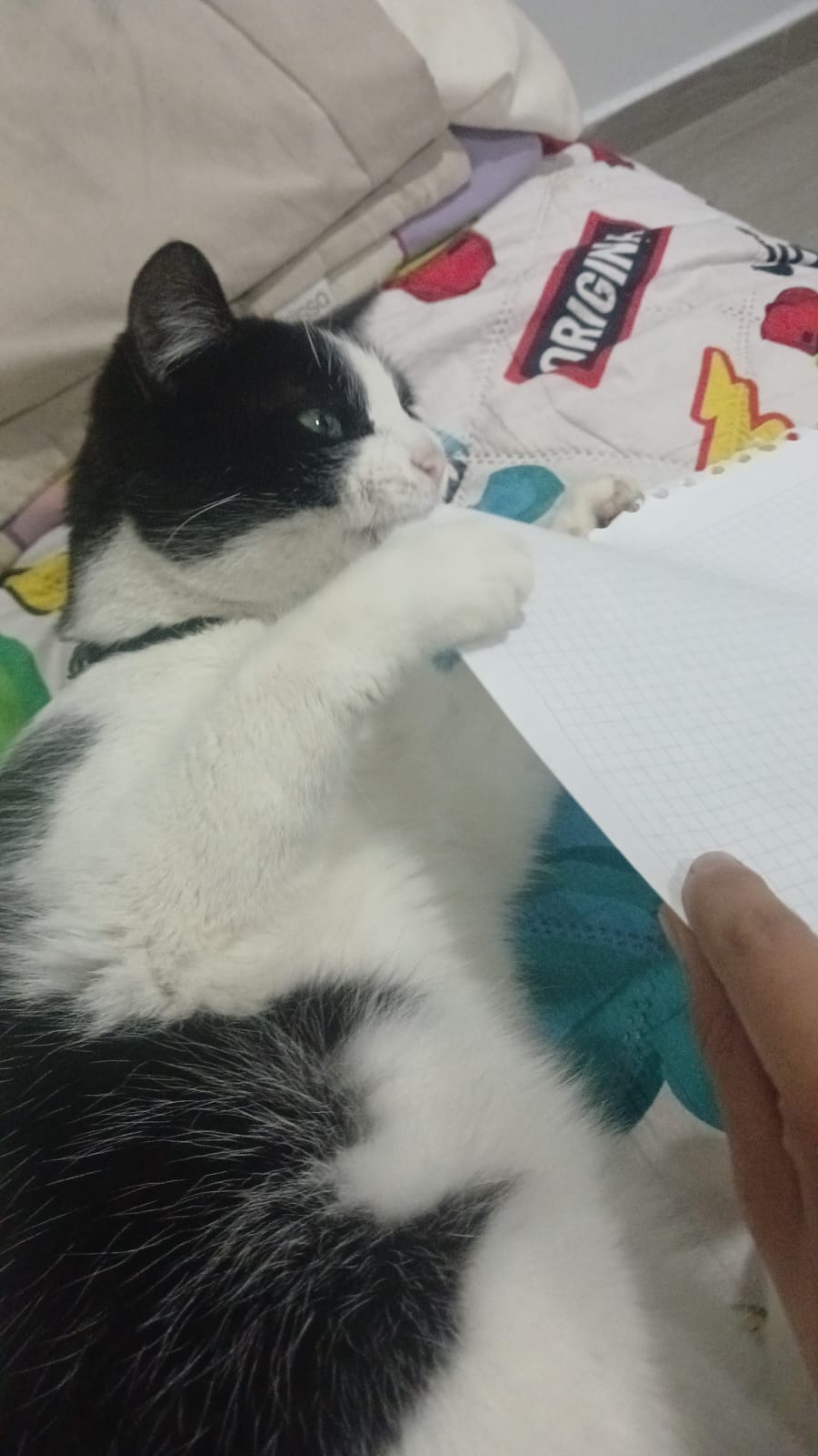 Sauria eating my notebook