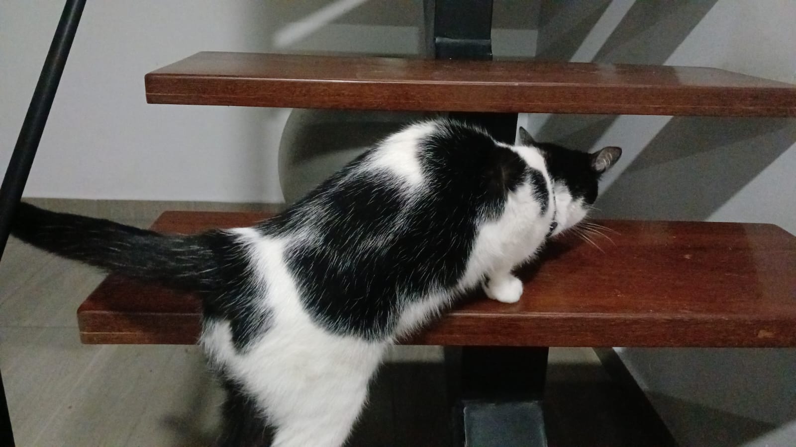 Sauria eating stolen ham