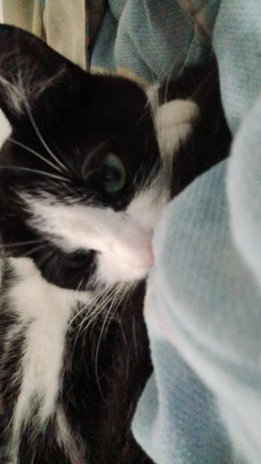 Sauria sleeping