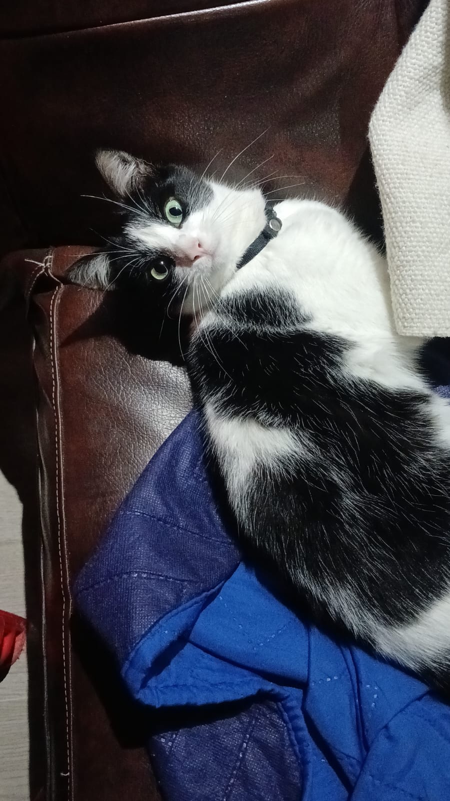 Sauria lounging