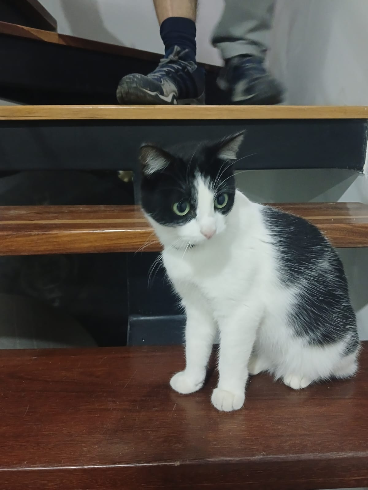 Sauria on stairs
